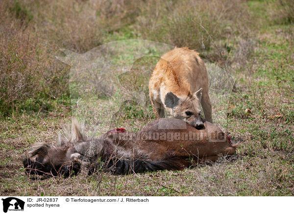 Tpfelhyne / spotted hyena / JR-02837