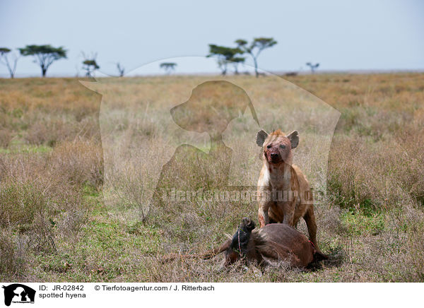 spotted hyena / JR-02842