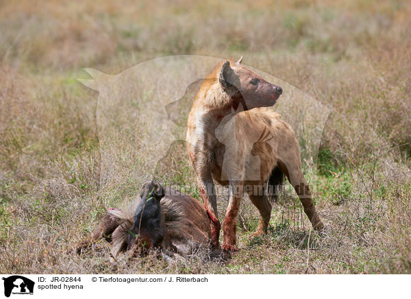 Tpfelhyne / spotted hyena / JR-02844