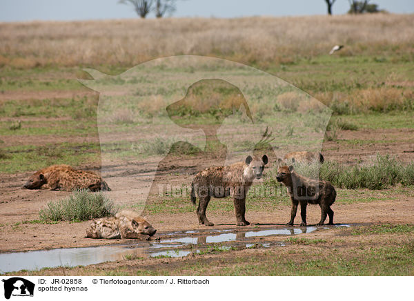 Tpfelhynen / spotted hyenas / JR-02858
