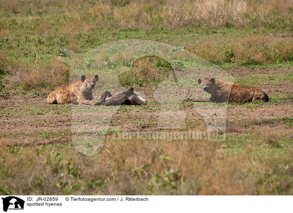 spotted hyenas / JR-02859