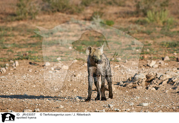 Tpfelhyne / spotted hyena / JR-03057