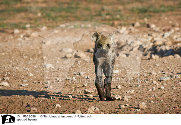 spotted hyena / JR-03058