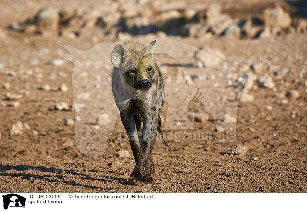 spotted hyena / JR-03059