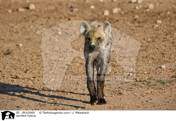Tpfelhyne / spotted hyena / JR-03060