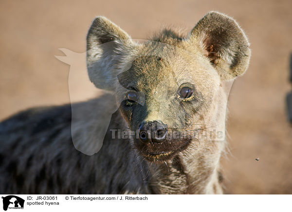 Tpfelhyne / spotted hyena / JR-03061