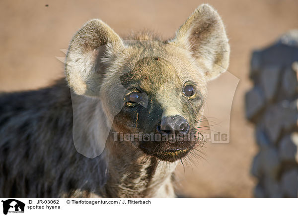 Tpfelhyne / spotted hyena / JR-03062
