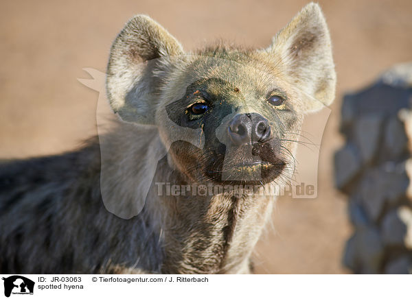 spotted hyena / JR-03063