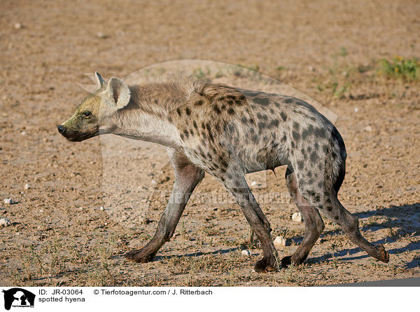 spotted hyena / JR-03064
