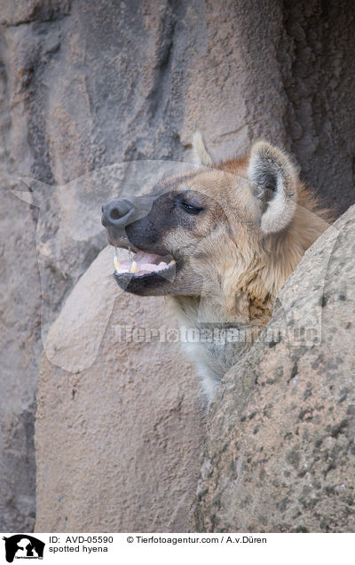 Tpfelhyne / spotted hyena / AVD-05590