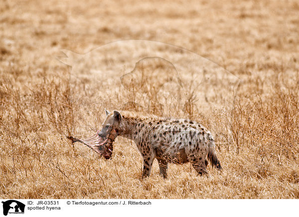 Tpfelhyne / spotted hyena / JR-03531