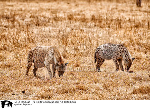 Tpfelhynen / spotted hyenas / JR-03532
