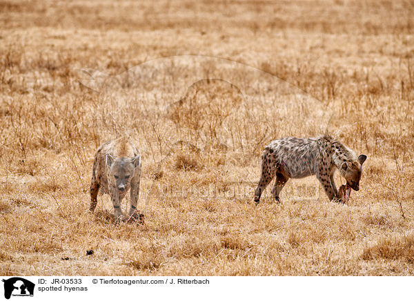 Tpfelhynen / spotted hyenas / JR-03533