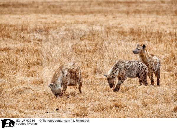 Tpfelhynen / spotted hyenas / JR-03536