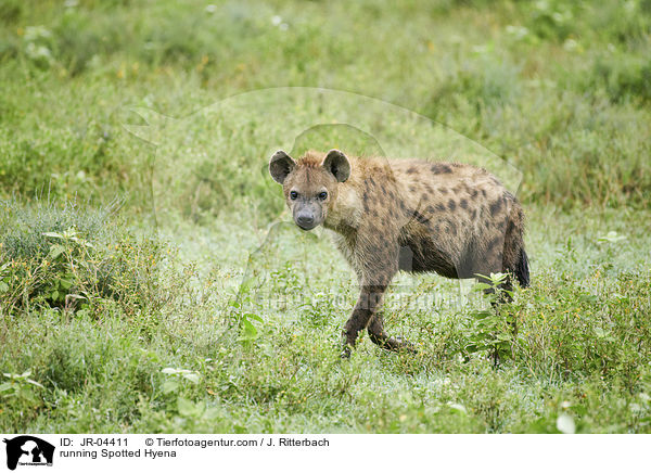 rennende Tpfelhyne / running Spotted Hyena / JR-04411