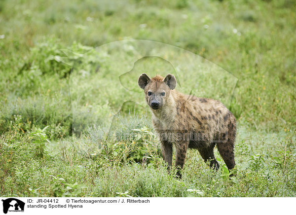 stehende Tpfelhyne / standing Spotted Hyena / JR-04412