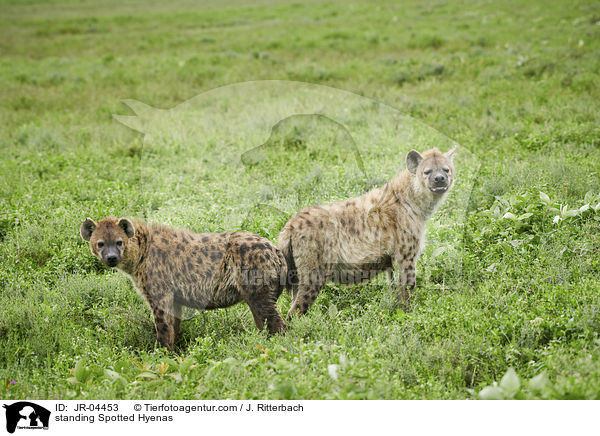 stehende Tpfelhynen / standing Spotted Hyenas / JR-04453