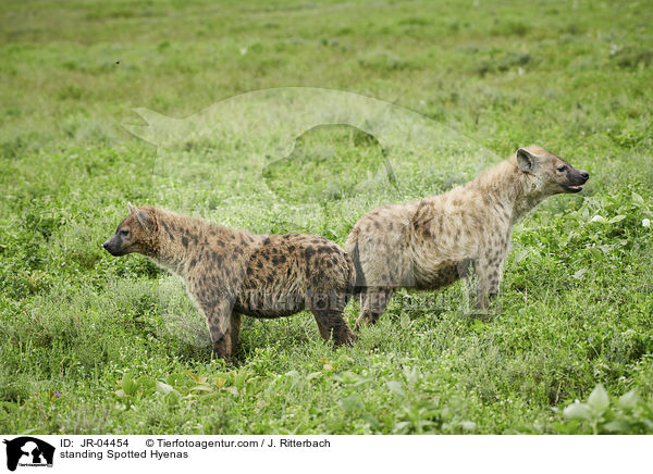 stehende Tpfelhynen / standing Spotted Hyenas / JR-04454