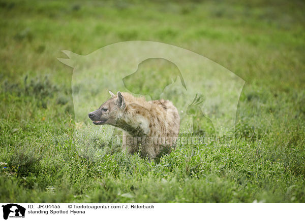 stehende Tpfelhyne / standing Spotted Hyena / JR-04455