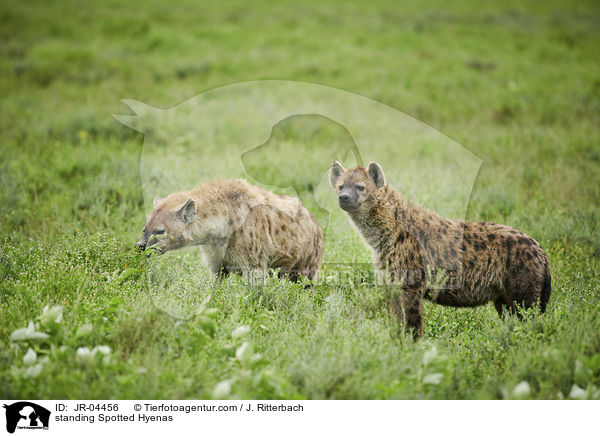 stehende Tpfelhynen / standing Spotted Hyenas / JR-04456