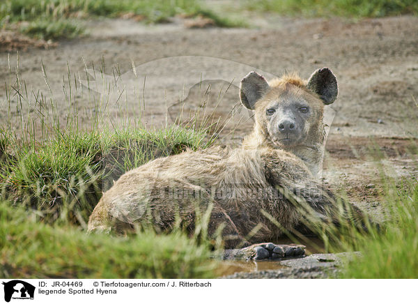 liegende Tpfelhyne / liegende Spotted Hyena / JR-04469
