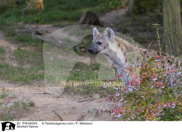 Tpfelhyne / Spotted Hyena / PW-08304