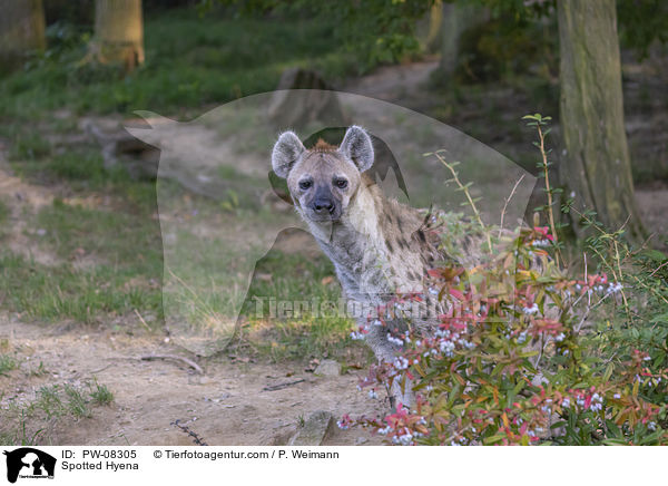 Tpfelhyne / Spotted Hyena / PW-08305