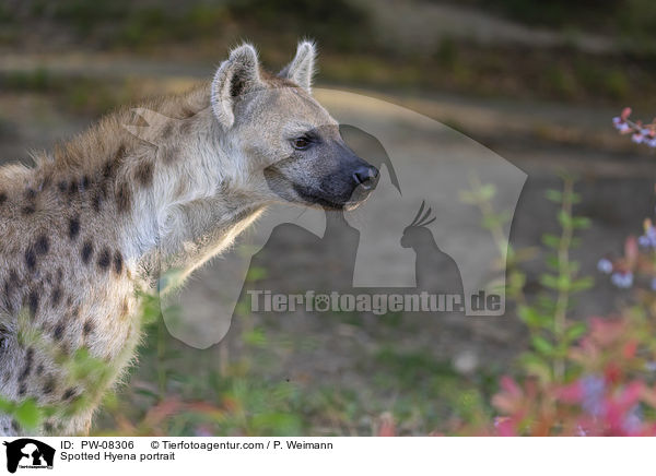 Tpfelhyne Portrait / Spotted Hyena portrait / PW-08306