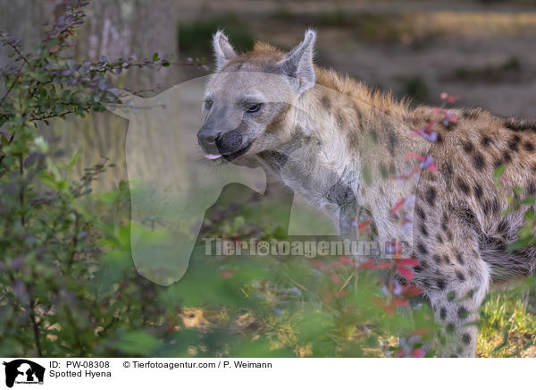 Tpfelhyne / Spotted Hyena / PW-08308