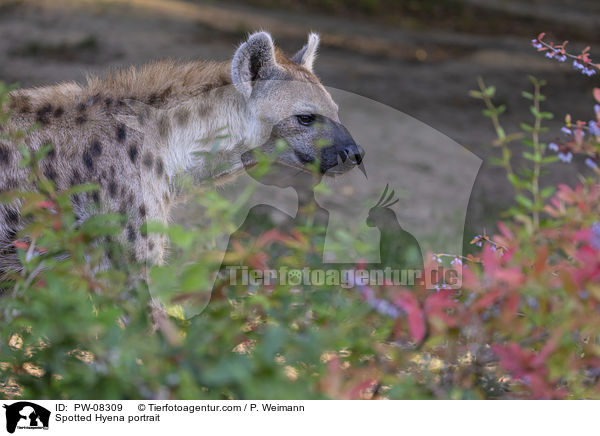Spotted Hyena portrait / PW-08309