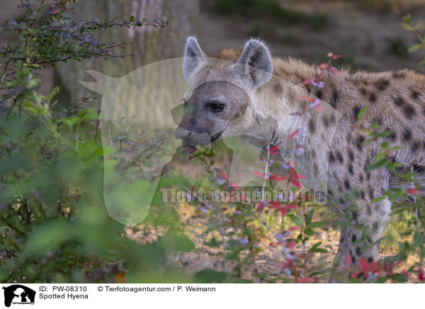 Tpfelhyne / Spotted Hyena / PW-08310