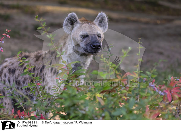 Tpfelhyne / Spotted Hyena / PW-08311