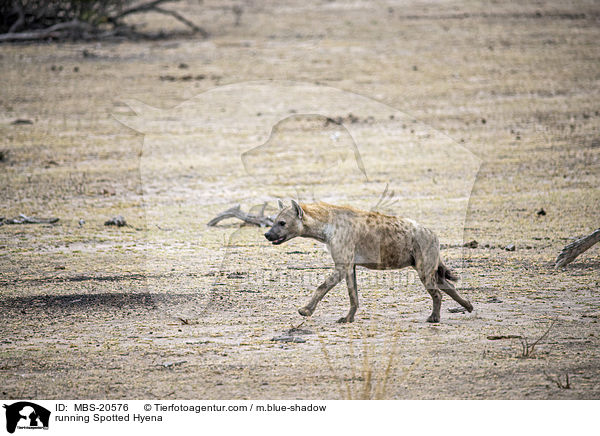 rennende Tpfelhyne / running Spotted Hyena / MBS-20576