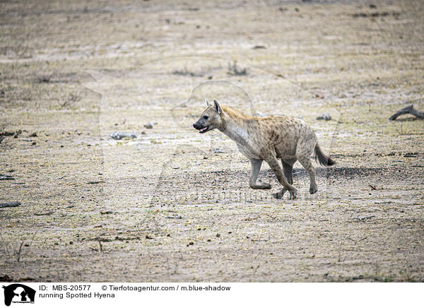 rennende Tpfelhyne / running Spotted Hyena / MBS-20577