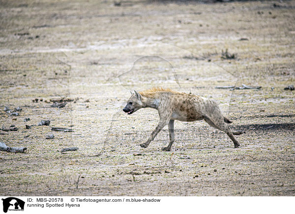 rennende Tpfelhyne / running Spotted Hyena / MBS-20578