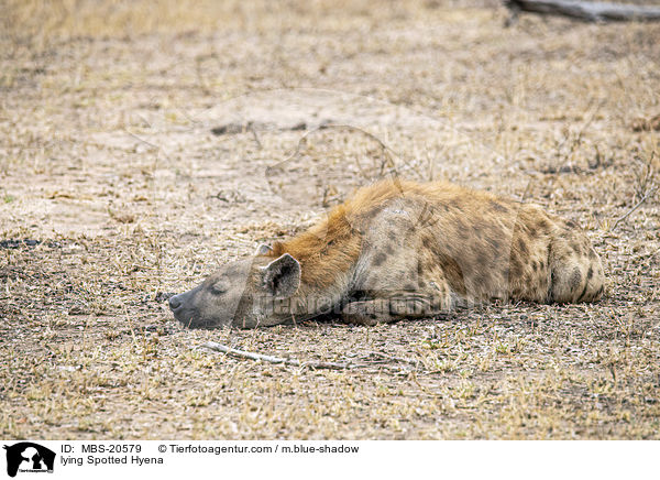 liegende Tpfelhyne / lying Spotted Hyena / MBS-20579