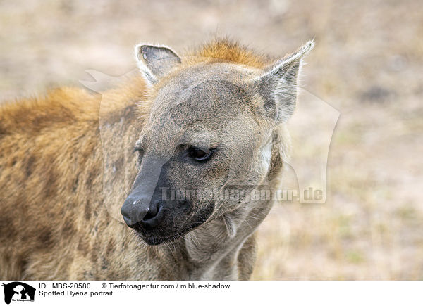 Spotted Hyena portrait / MBS-20580