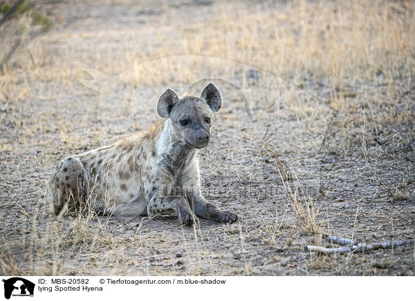 liegende Tpfelhyne / lying Spotted Hyena / MBS-20582