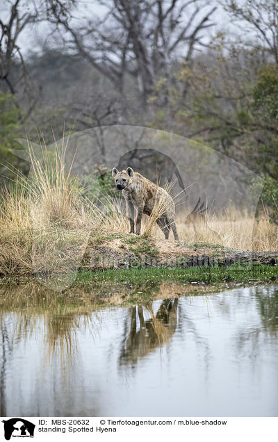 stehende Tpfelhyne / standing Spotted Hyena / MBS-20632