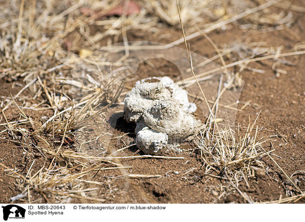 Tpfelhyne / Spotted Hyena / MBS-20643