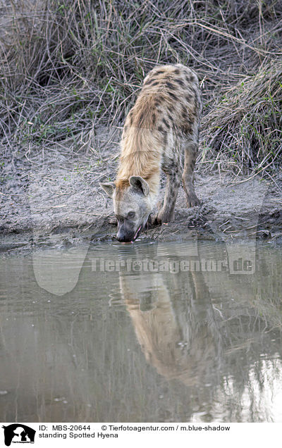 stehende Tpfelhyne / standing Spotted Hyena / MBS-20644