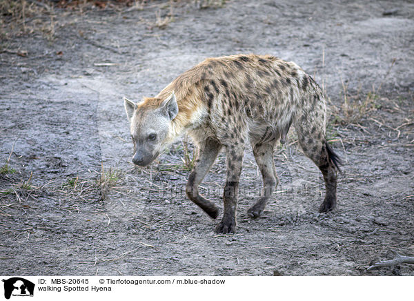 laufende Tpfelhyne / walking Spotted Hyena / MBS-20645