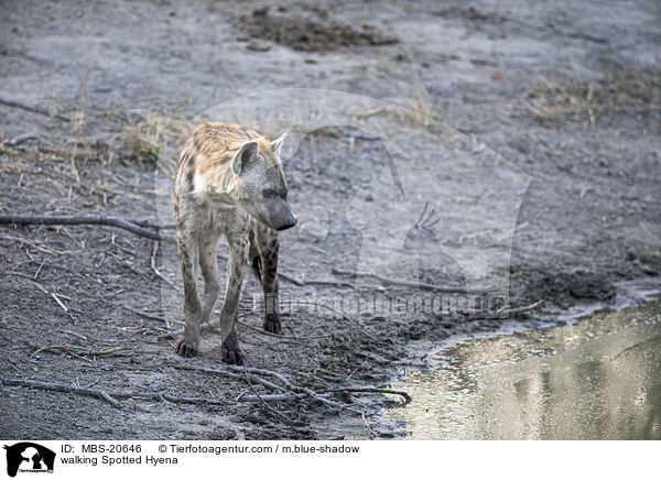 laufende Tpfelhyne / walking Spotted Hyena / MBS-20646