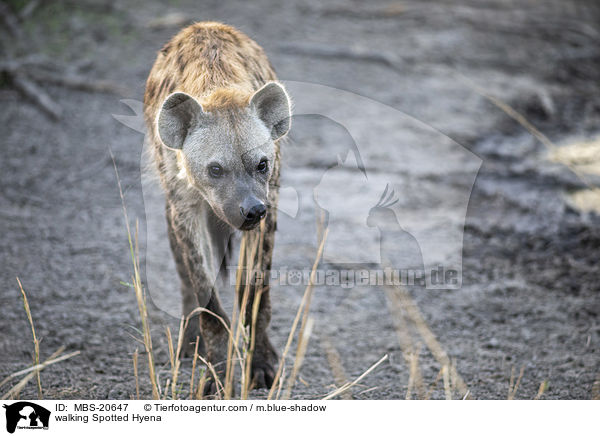 laufende Tpfelhyne / walking Spotted Hyena / MBS-20647