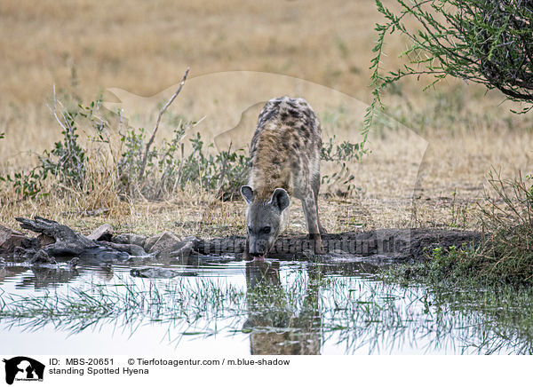 stehende Tpfelhyne / standing Spotted Hyena / MBS-20651