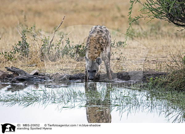 stehende Tpfelhyne / standing Spotted Hyena / MBS-20652