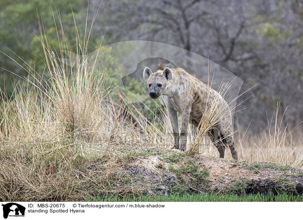 standing Spotted Hyena / MBS-20675