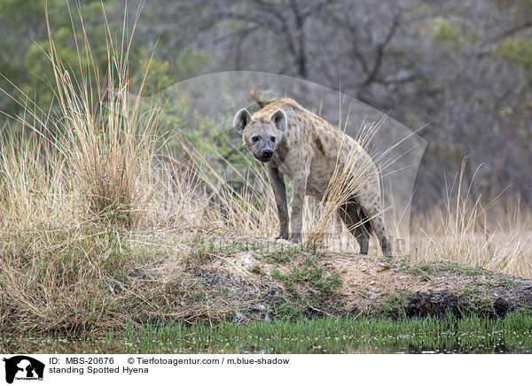 standing Spotted Hyena / MBS-20676