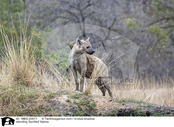 standing Spotted Hyena / MBS-20677