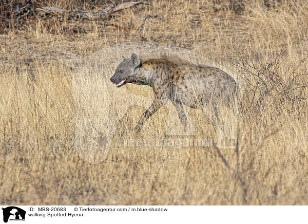 laufende Tpfelhyne / walking Spotted Hyena / MBS-20683